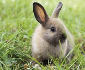 Protection des animaux